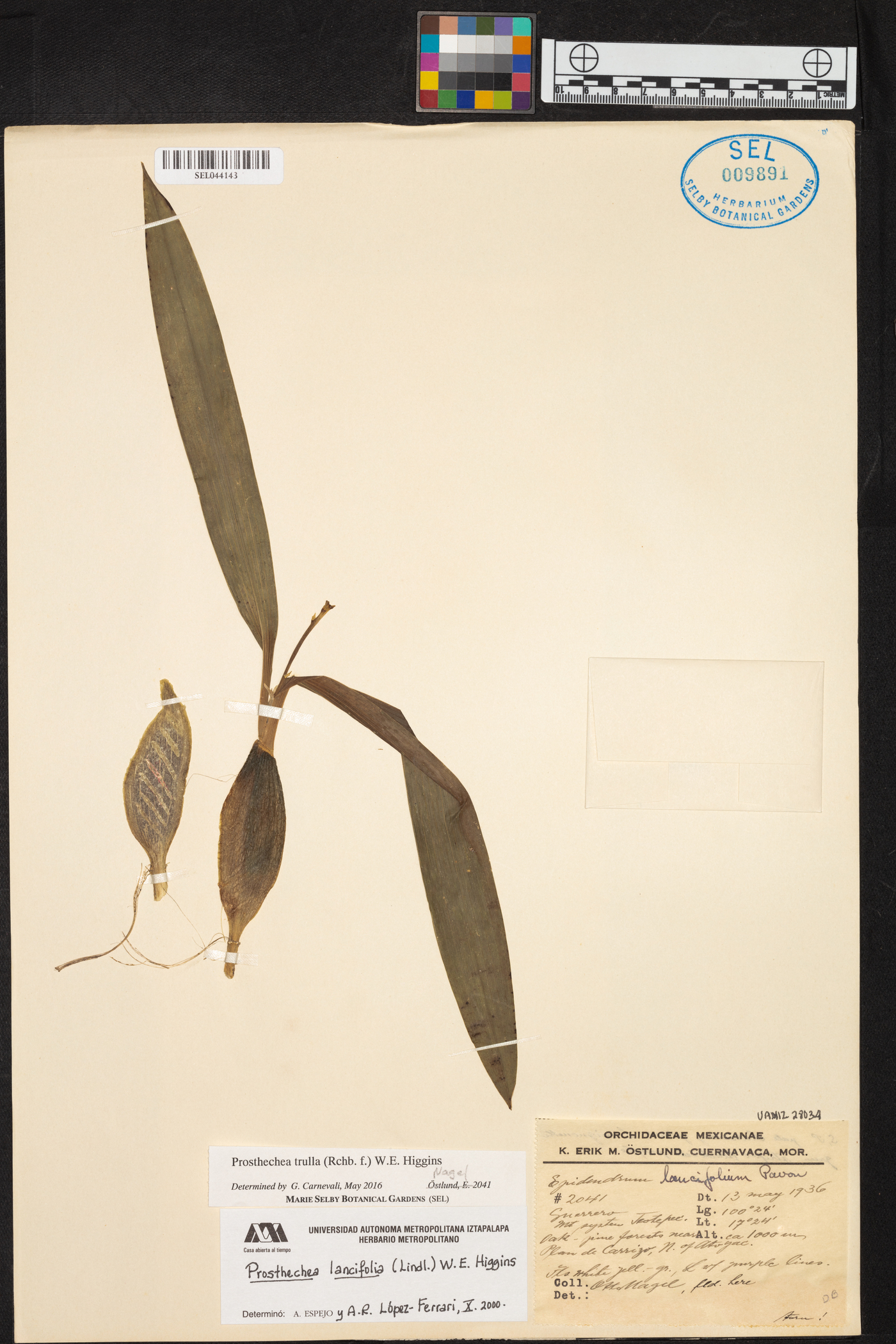 Prosthechea trulla image