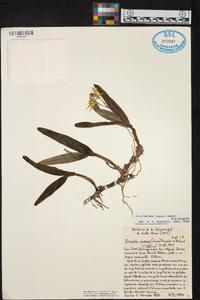 Prosthechea vagans image