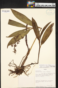 Prosthechea vespa image