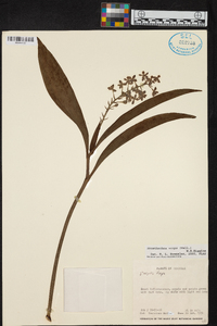 Prosthechea vespa image