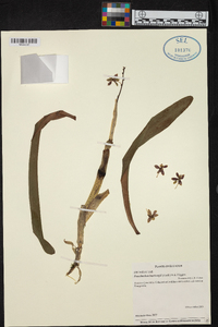 Prosthechea hartwegii image