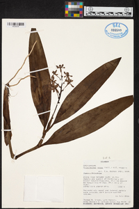 Prosthechea vespa image