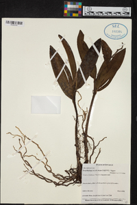 Prosthechea vespa image