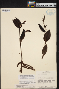 Psilochilus macrophyllus image
