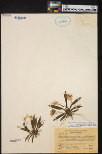 Erycina crista-galli image