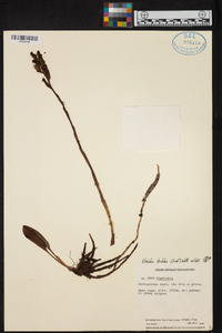 Pterichis triloba image