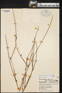 Reichenbachanthus reflexus image