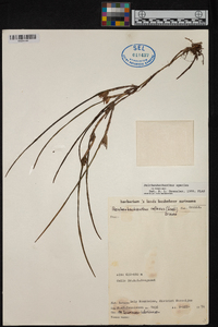 Reichenbachanthus reflexus image