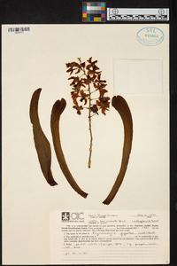 Rhynchostylis gigantea image