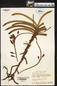 Rhynchostylis retusa image