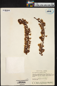 Rhynchostylis retusa image