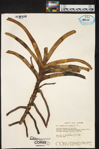 Rhynchostylis retusa image