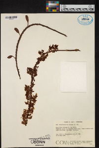 Rhynchostylis retusa image