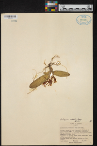Rodriguezia strobelii image
