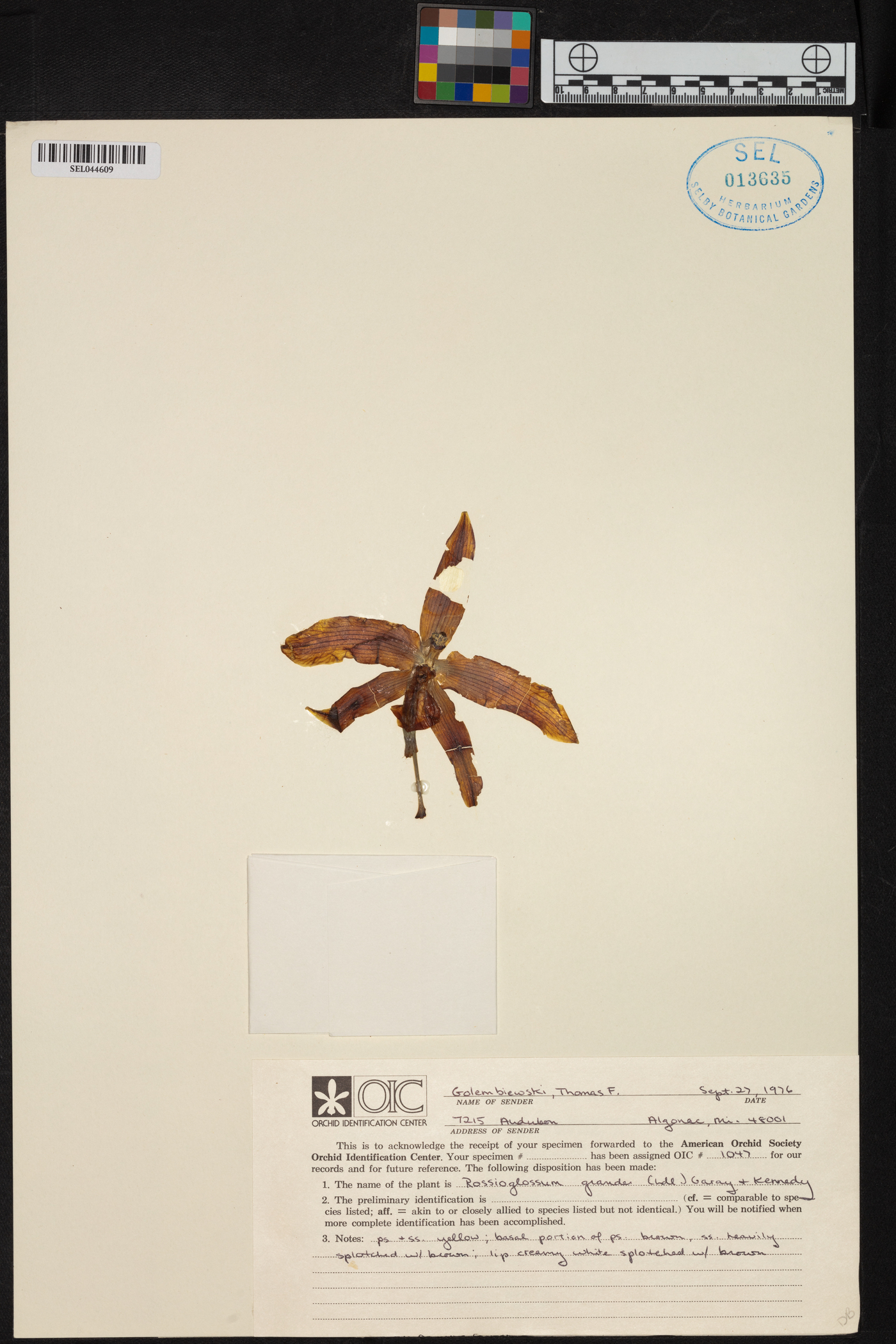 Rossioglossum grande image