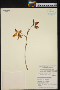 Rossioglossum schlieperianum image