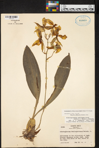 Rossioglossum schlieperianum image