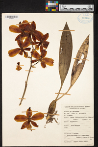 Rossioglossum williamsianum image