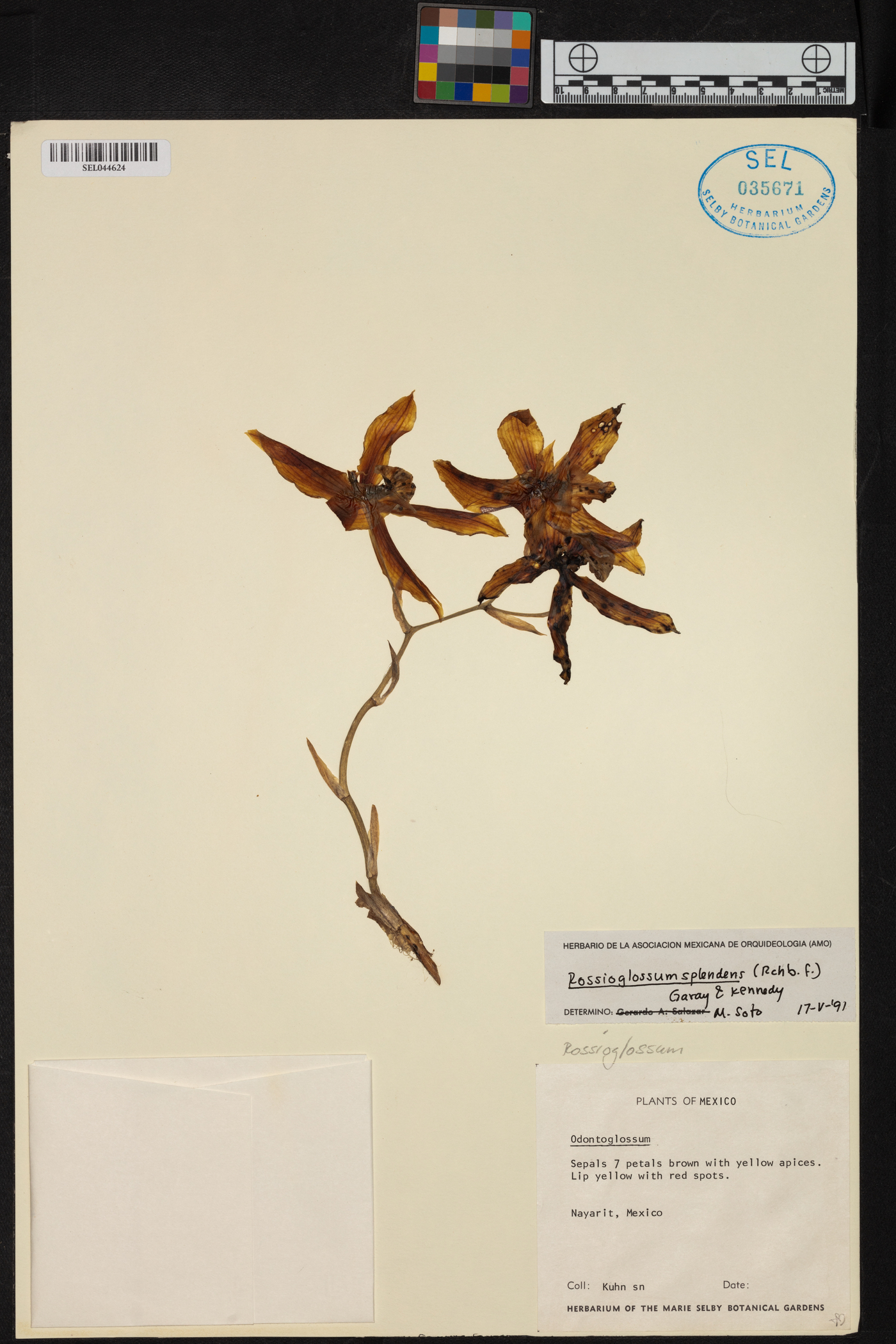 Rossioglossum splendens image