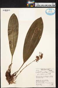 Rudolfiella aurantiaca image