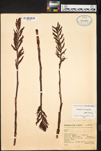 Sacoila lanceolata image