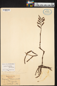 Sacoila lanceolata image