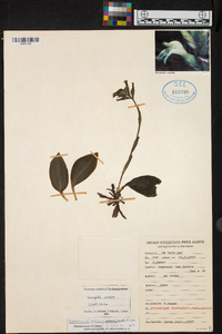 Sarcoglottis rosulata image