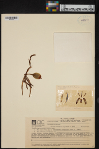 Sarcoglottis sceptrodes image