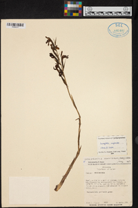 Sarcoglottis sceptrodes image