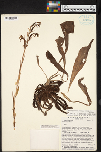 Sarcoglottis smithii image