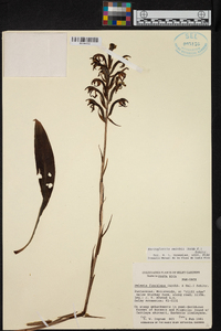 Sarcoglottis smithii image