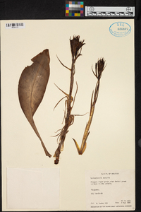 Sarcoglottis acaulis image