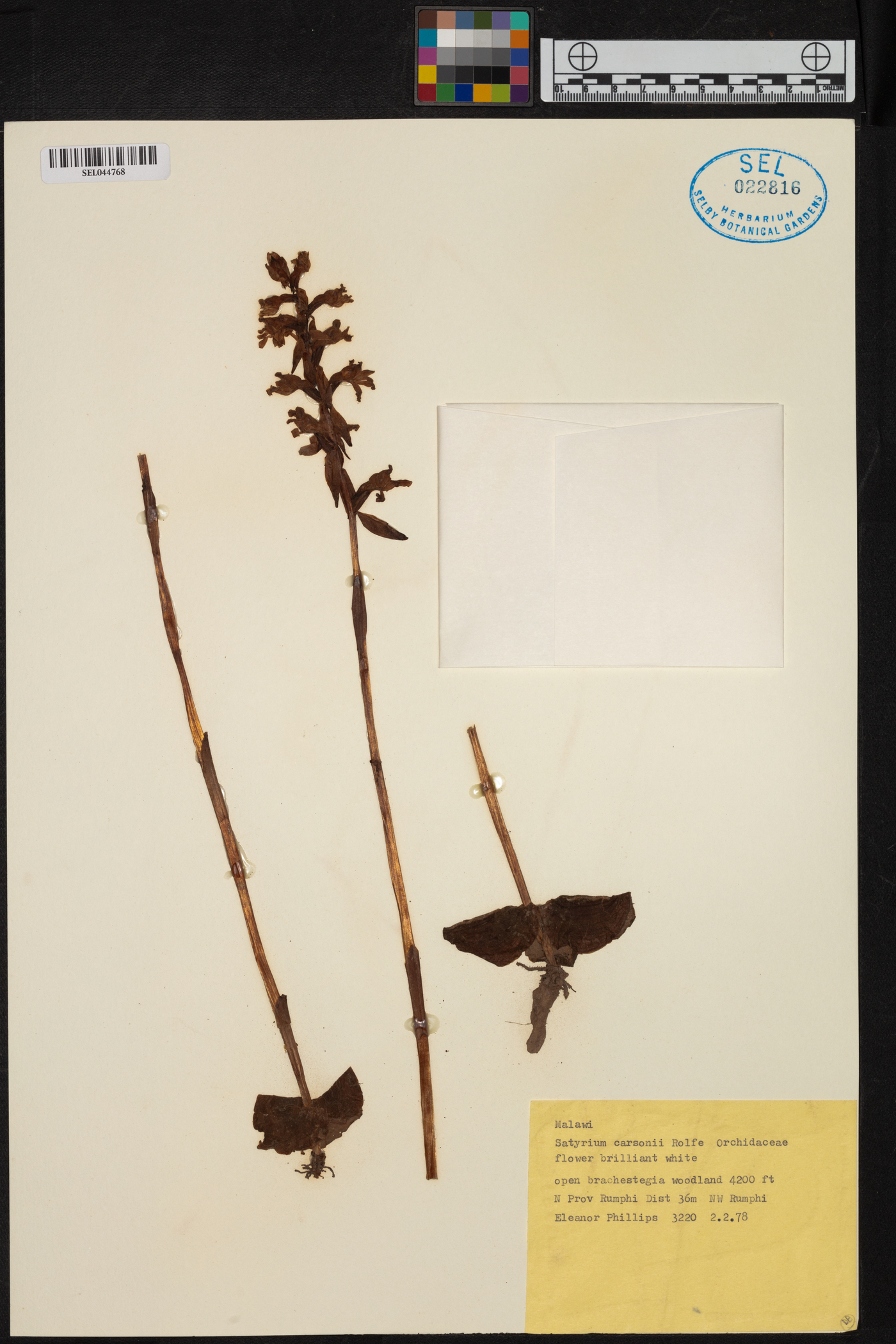 Satyrium carsonii image