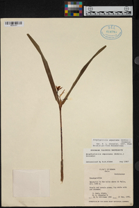 Scaphyglottis amparoana image