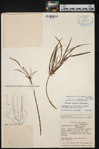 Scaphyglottis boliviensis image