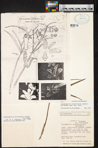 Scaphyglottis boliviensis image