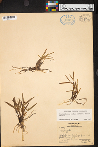 Scaphyglottis confusa image