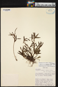 Scaphyglottis densa image