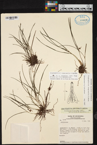 Scaphyglottis longicaulis image