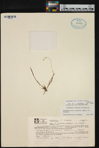 Scaphyglottis livida image