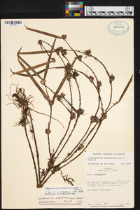 Scaphyglottis minutiflora image