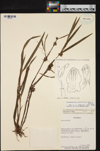 Scaphyglottis minutiflora image