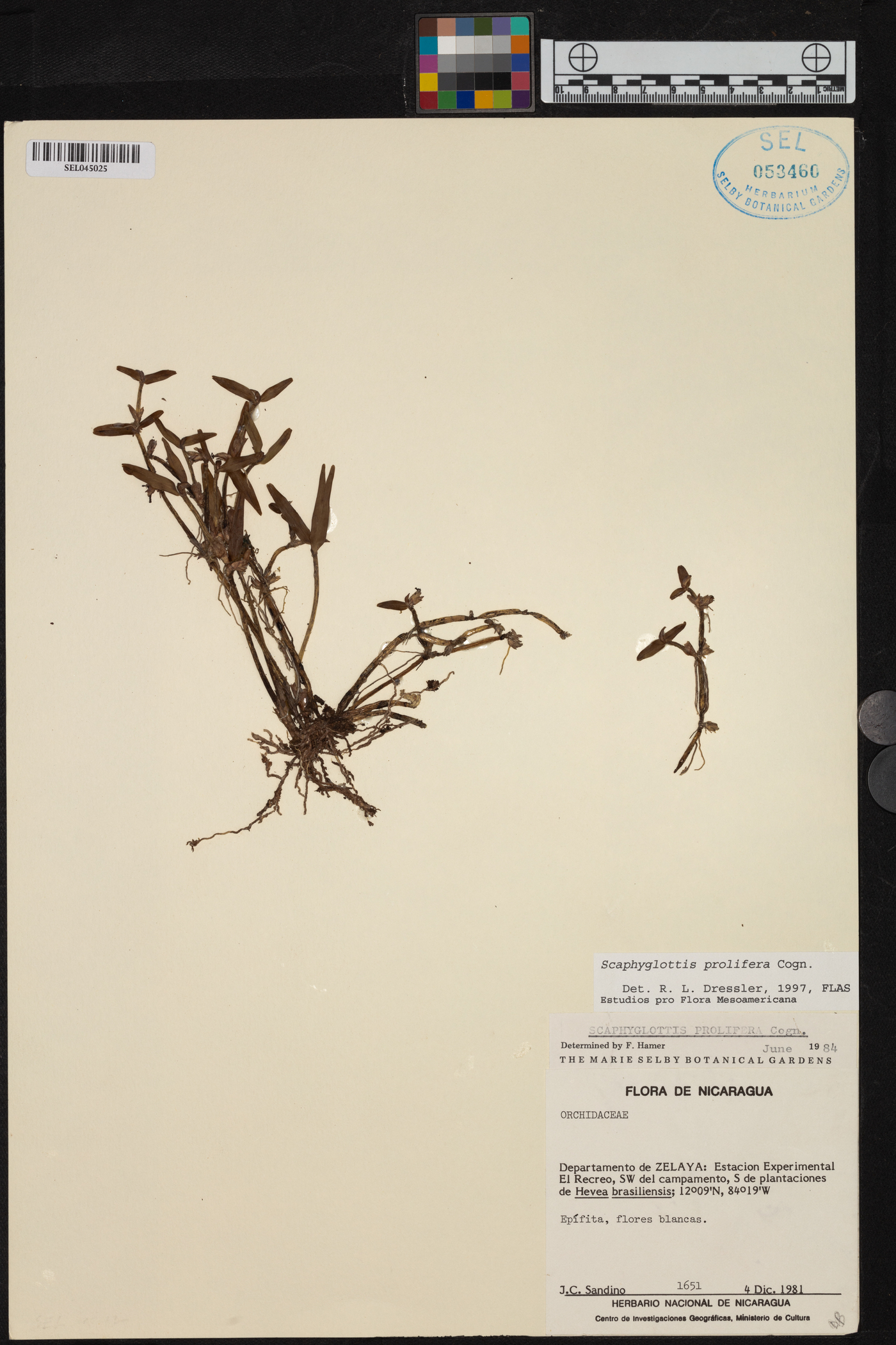 Scaphyglottis prolifera image