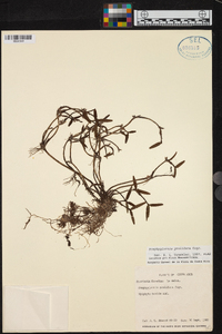 Scaphyglottis prolifera image