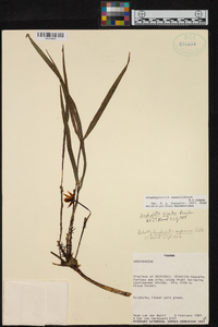 Scaphyglottis sessiliflora image