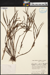 Scaphyglottis stellata image