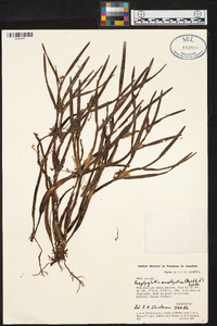 Scaphyglottis stellata image