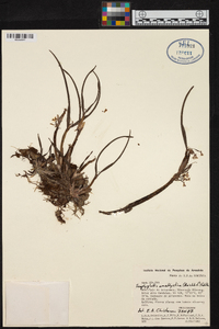 Scaphyglottis stellata image