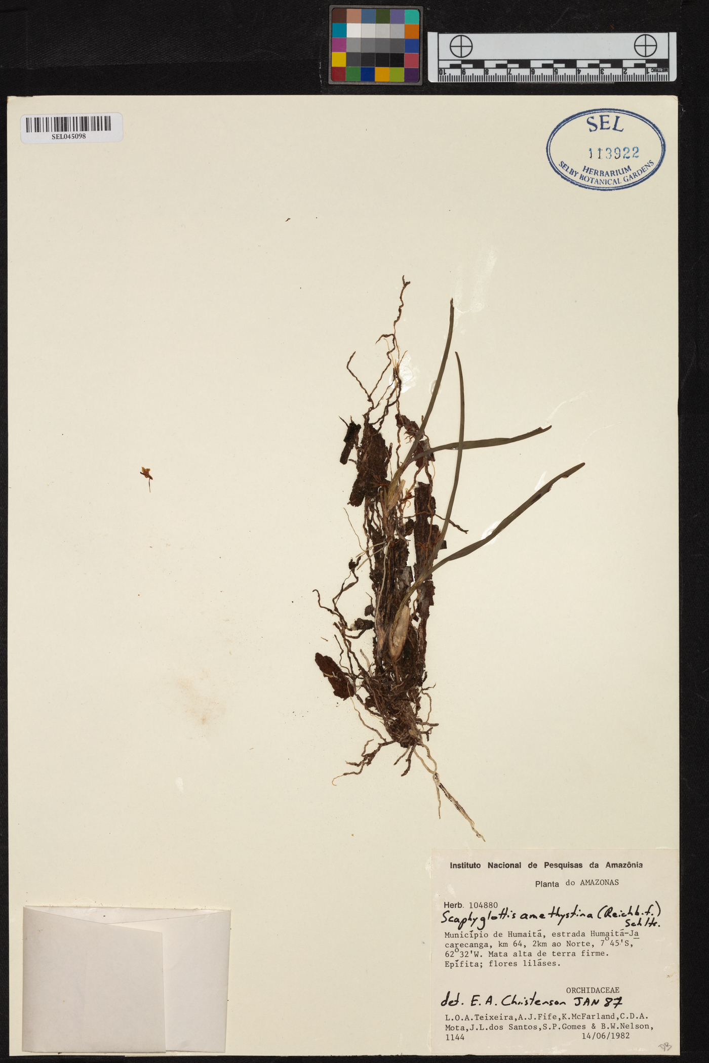 Scaphyglottis stellata image