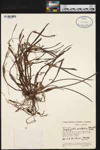 Scaphyglottis stellata image